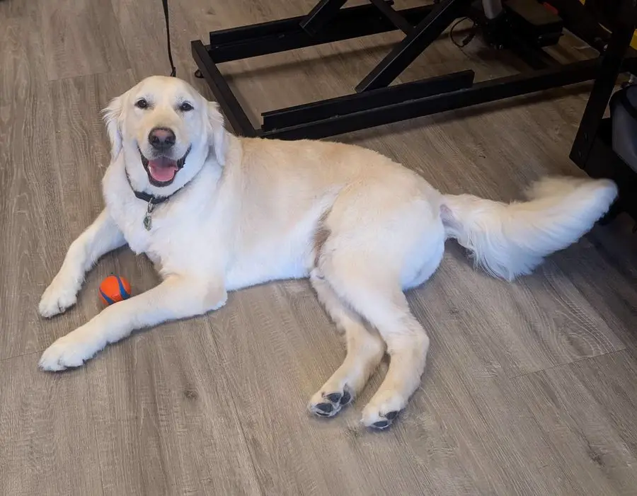 A calm, freshly-groomed golden retriever relaxing at Sweet Beans Grooming