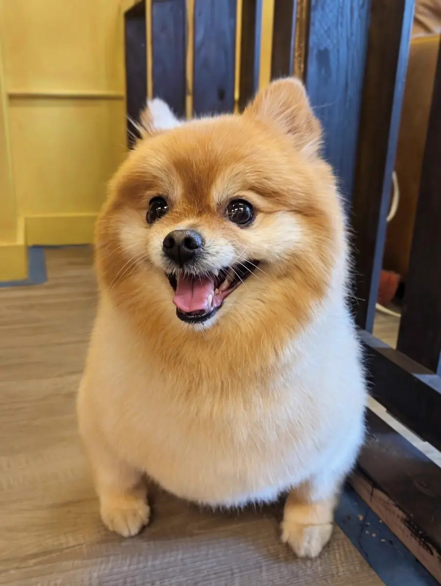 A happy, freshly-groomed Pomeranian at Sweet Beans Grooming