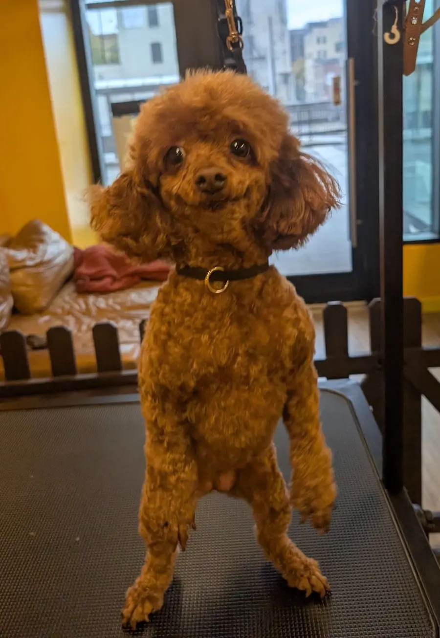 A happily groomed poodle at Sweet Beans Grooming