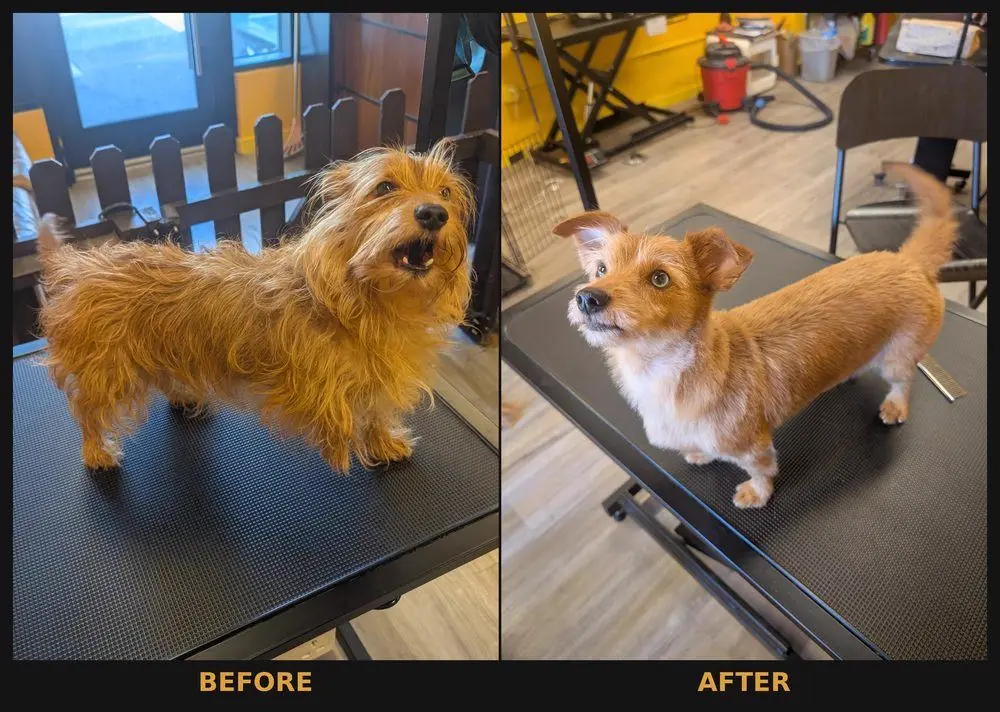 A scruffy, matted terrier before grooming next to the same dog neatly trimmed after a full groom at Sweet Beans Grooming
